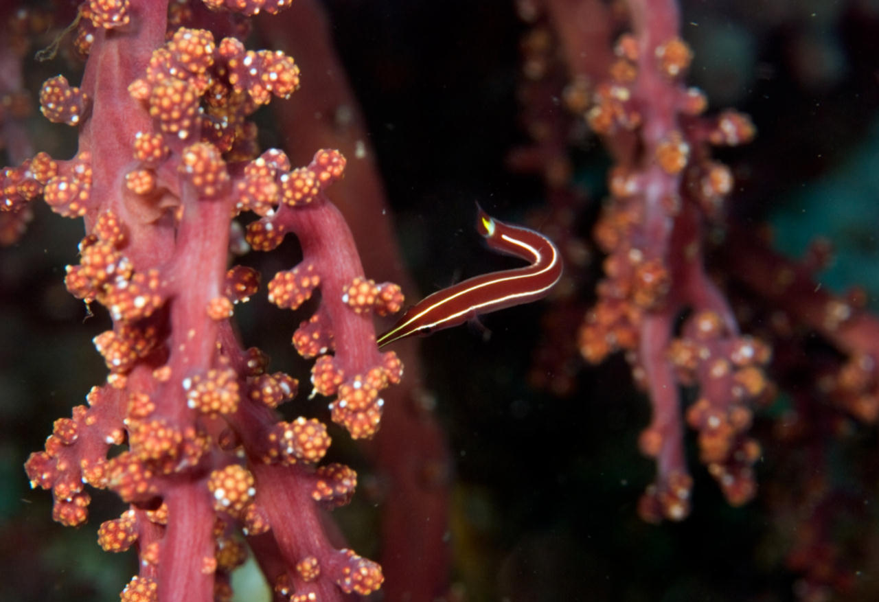 Diademichthys lineatus (Succiascoglio dei ricci)